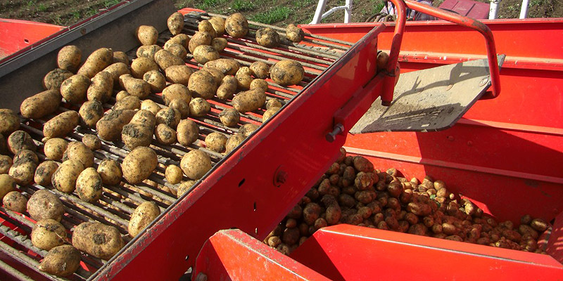 Kartoffeln